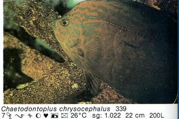Chaetodontoplus chrysocephalus